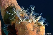 Nemalecium lighti hydraire-Bonaire Tolo-10m-20180222-Denis-ADER-DSC_7505_tn